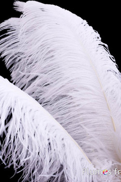 Autruche premium - 50-60 cm - blanc